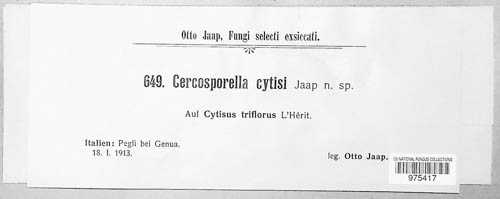 Pseudocercosporella cytisi image